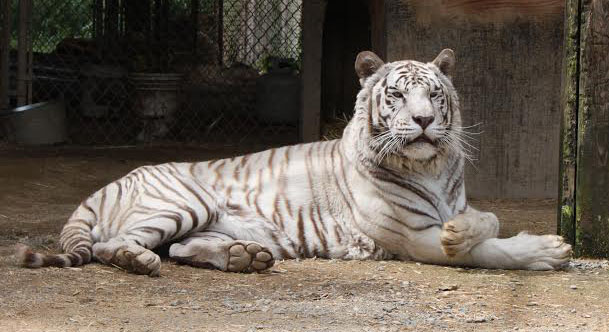Shoka, a white tiger, resting in his enclosure at the center